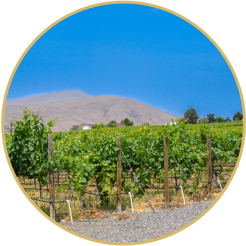 Wines Hamilton Cellars vineyard